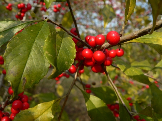 {Ilex decidua}